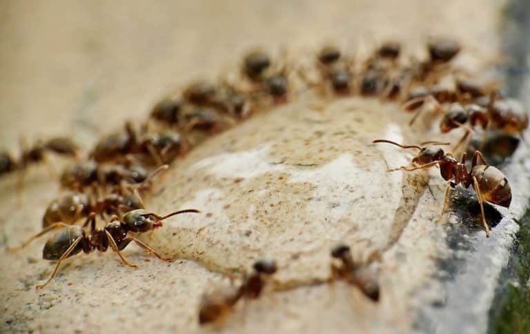 formiche carpentiere disinfestazione