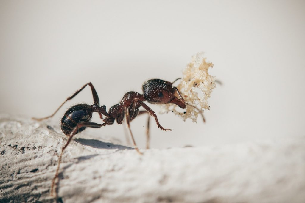 rimedio contro formiche