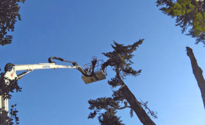 Tagliare Alberi Alti