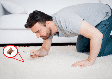 disinfestazioni cimici da letto