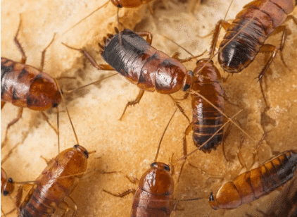 disinfestazione scarafaggi costo