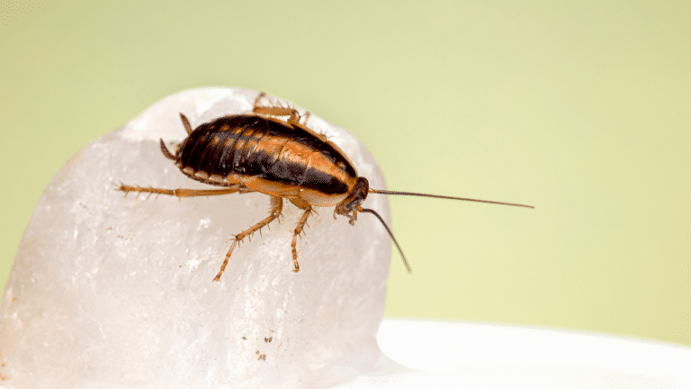 scarafaggi disinfestazione