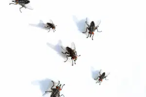 nidi mosche nidi mosche