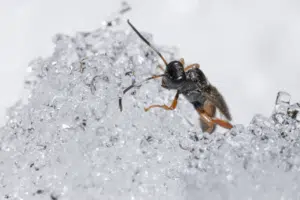vespe in inverno vespe in inverno