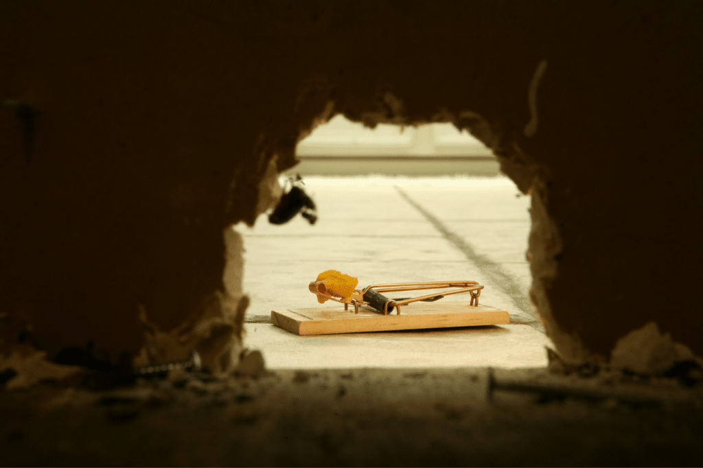 derattizzazione topi fai da te