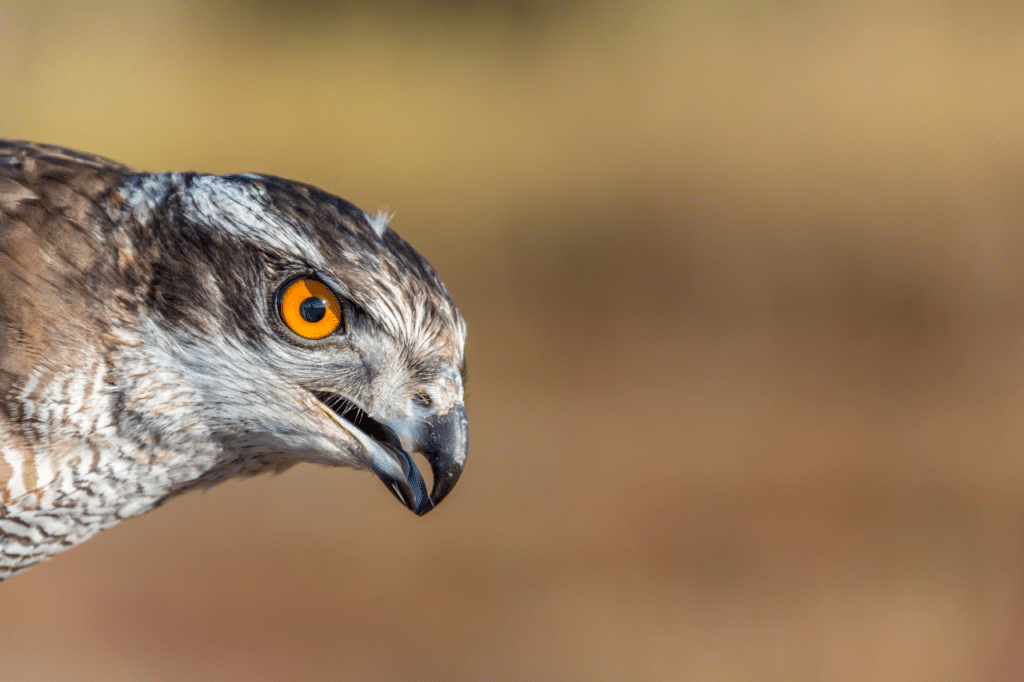 allontanamento volatili con falchi