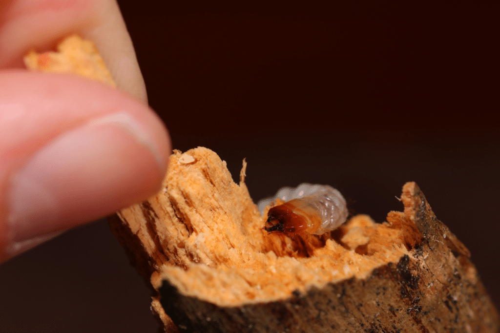 trattamento anti tarli