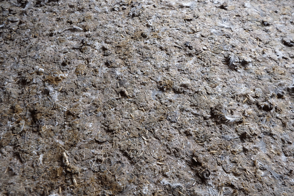 guano piccioni smaltimento