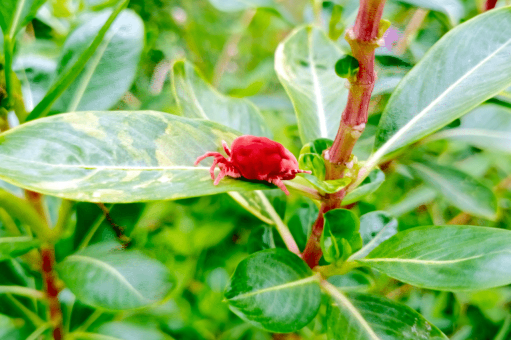 acaro rosso del pollo
