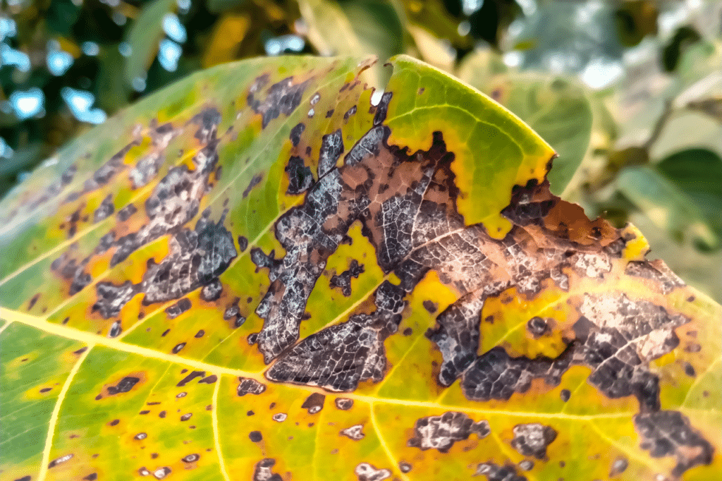 le malattie delle piante