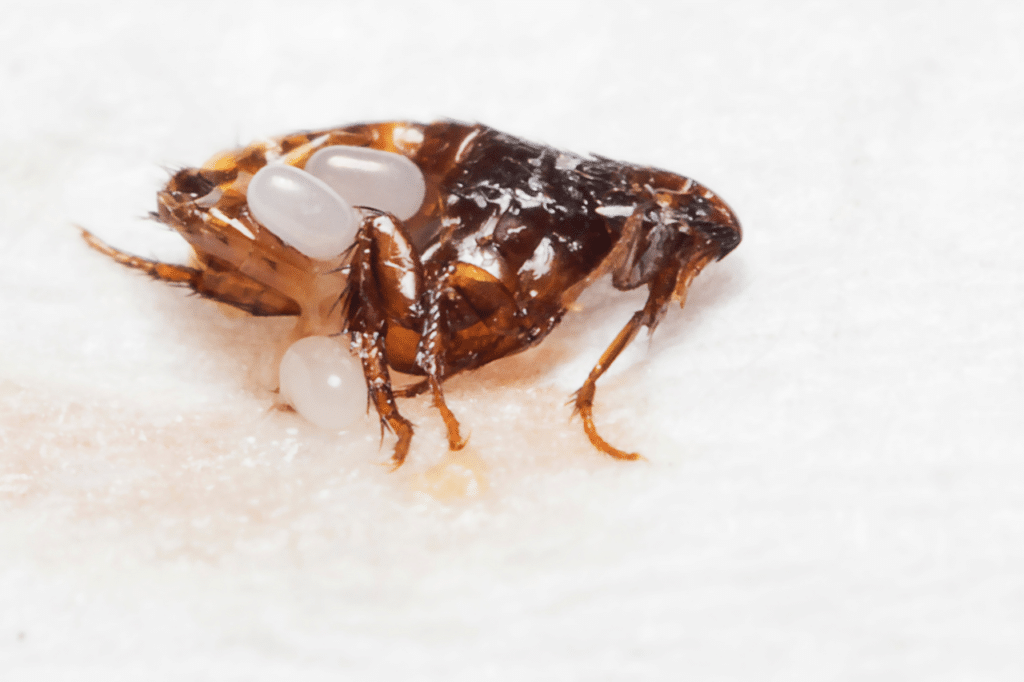 cimice del viaggiatore infestazione