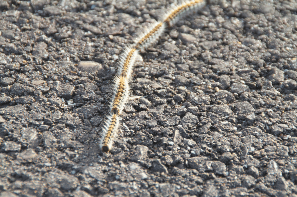 processionarie disinfestazione