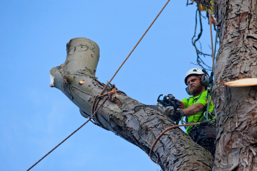 potatura tree climbing