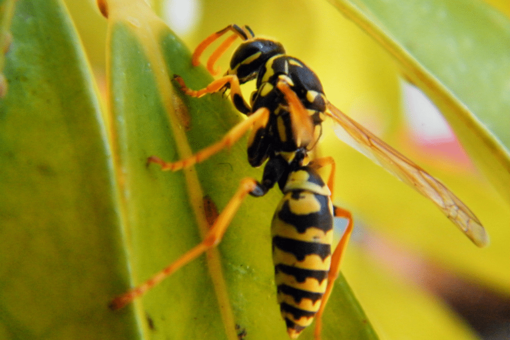 disinfestazione vespe costi