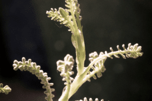 piante contro insetti piante contro insetti