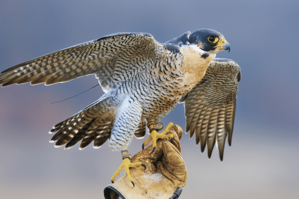 falconeria per allontanamento piccioni