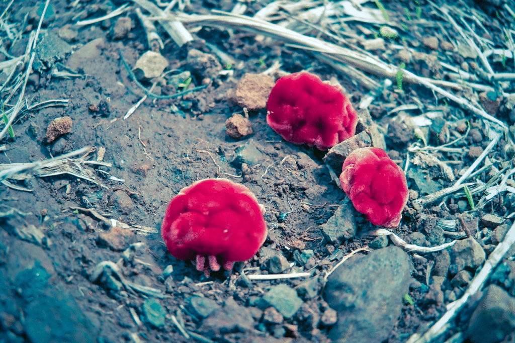 acaro rosso dei polli