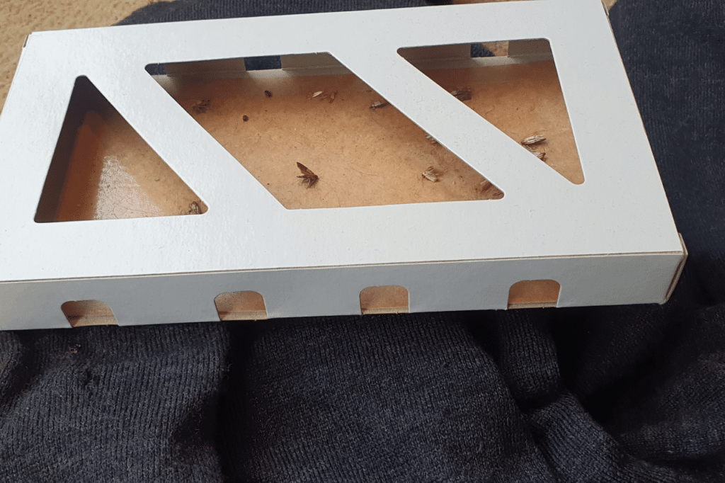 disinfestazione tarme del cibo