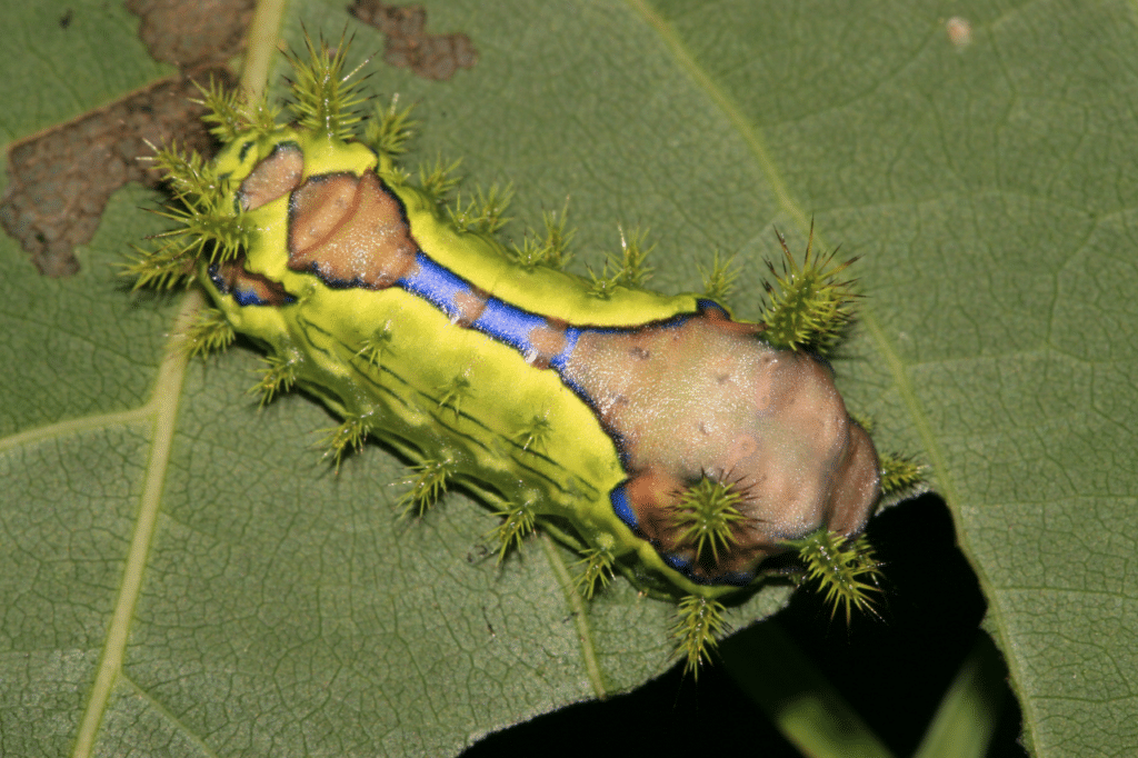 cosa sono i lepidotteri