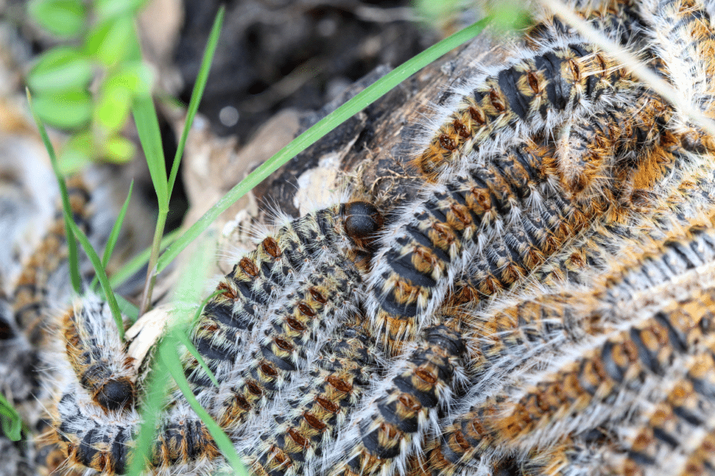 disinfestazione processionaria