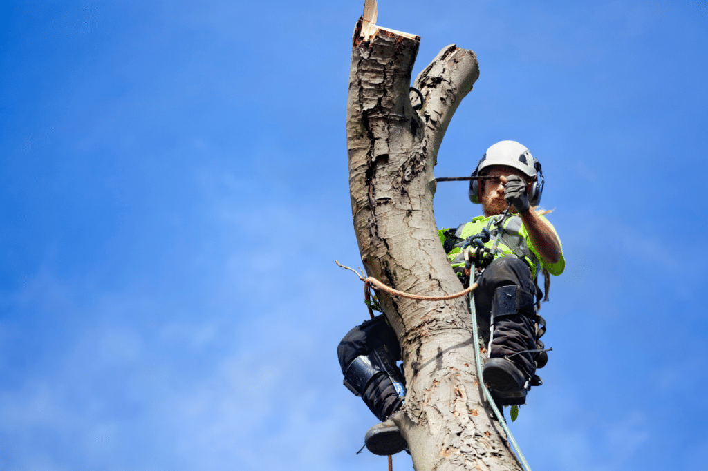 potatura alberi tree climbing