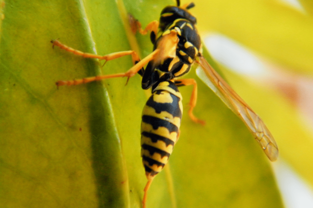 disinfestazione vespe costo