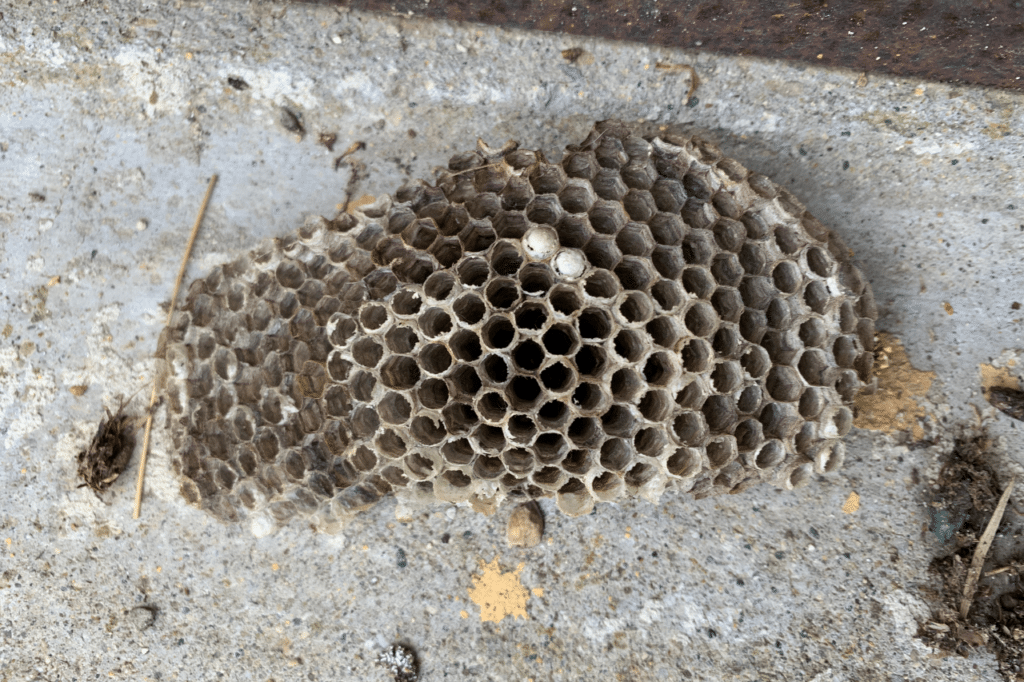 differenze tra vespa e ape