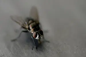 mosche in casa nido mosche in casa nido