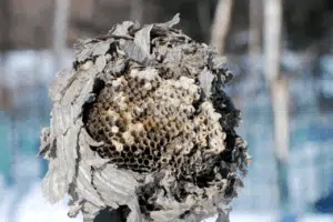 vespe in letargo vespe in letargo