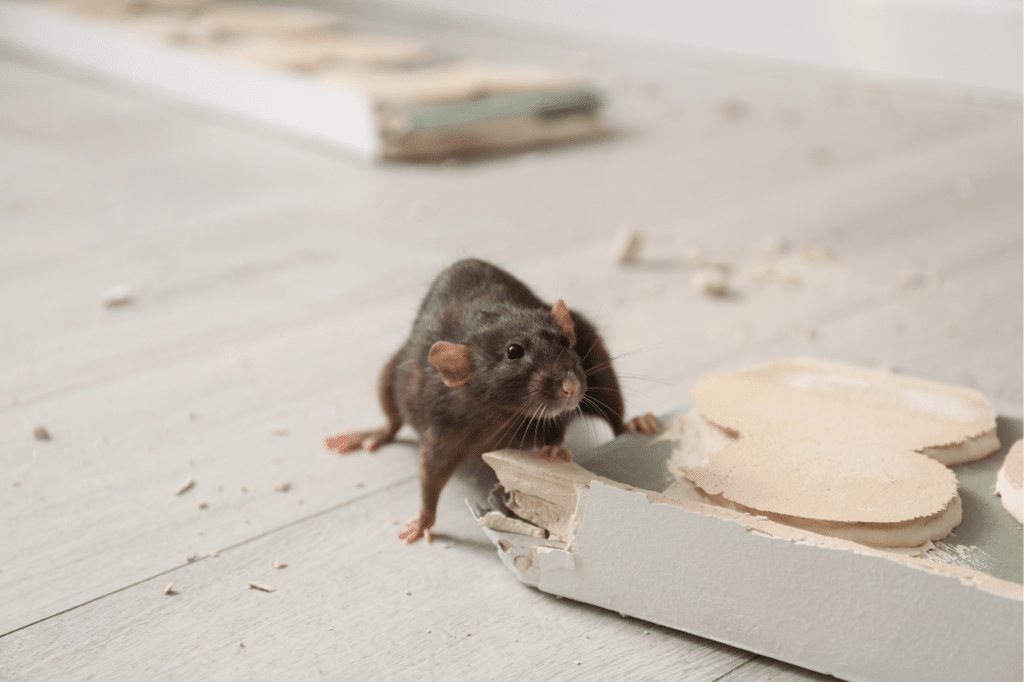 come catturare i topi