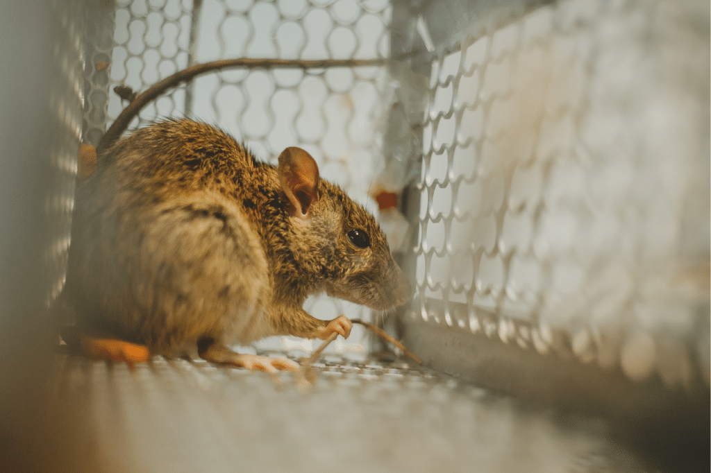 derattizzazione fai da te topi