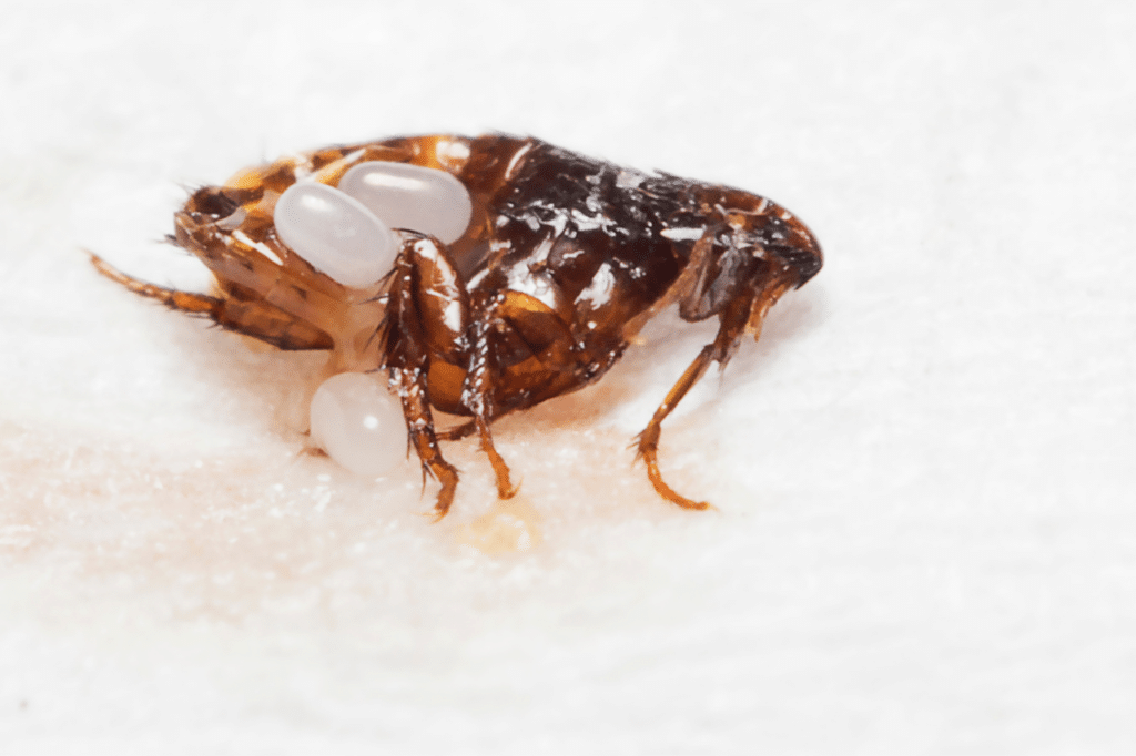 eliminare cimici da letto