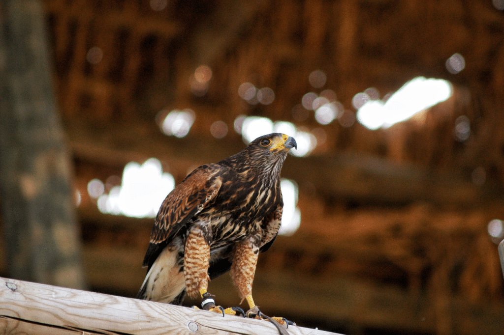 falconeria allontanamento volatili