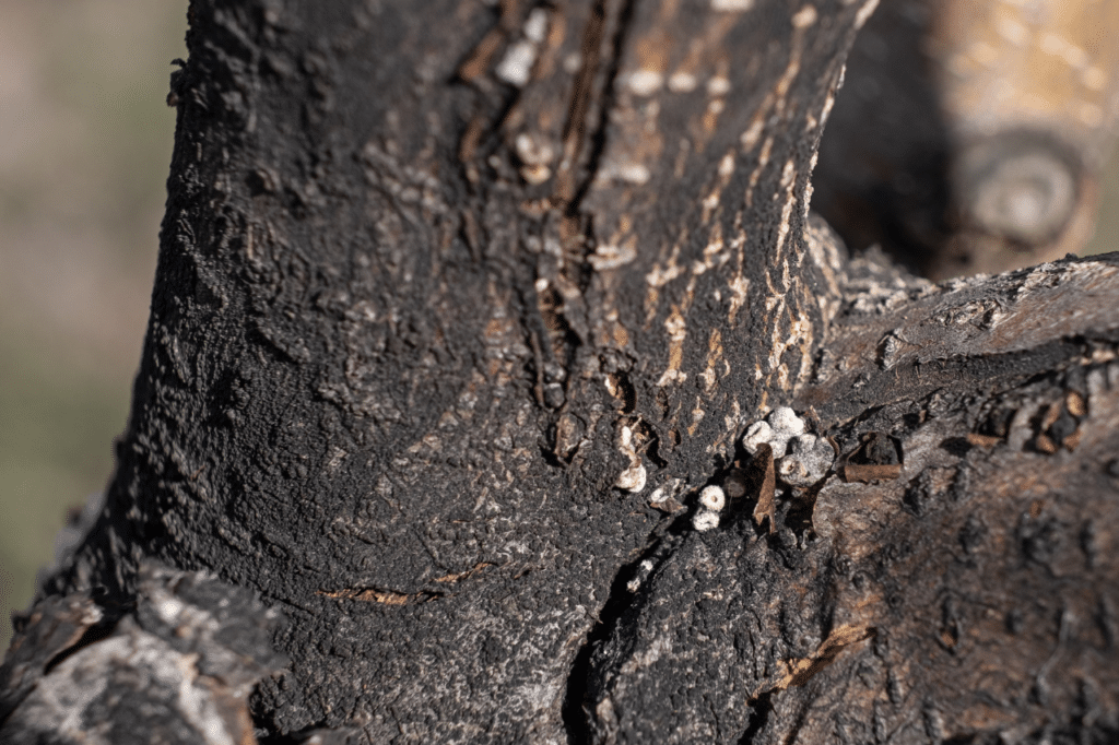 trattamenti endoterapici