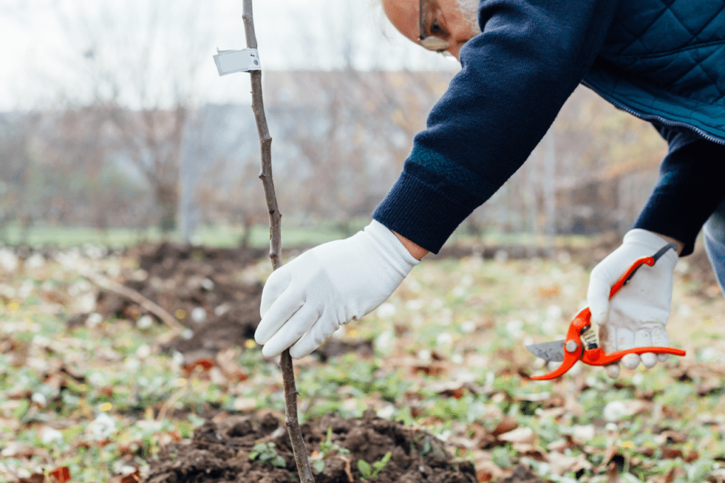 costo perizia agronomica abbattimento alberi