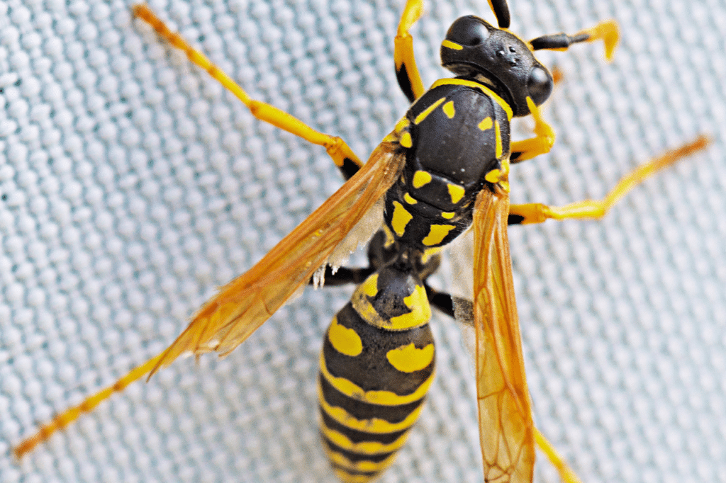 disinfestazione vespe prezzi