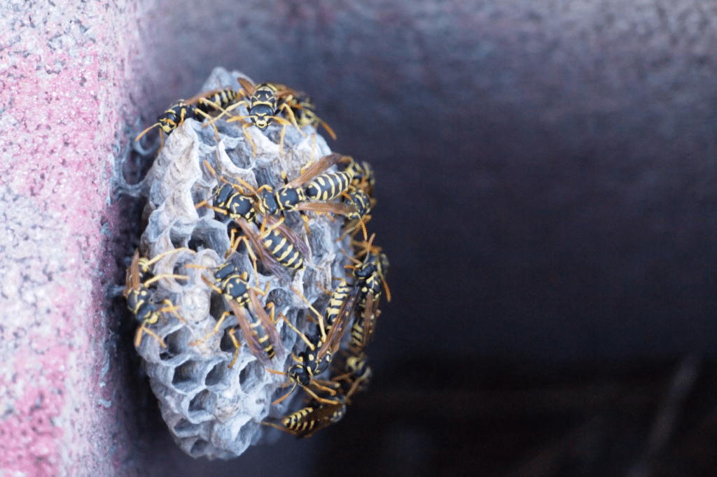 differenza ape vespa