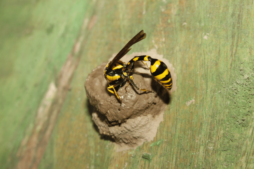 differenze tra api e vespe