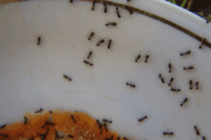 formiche nella lavastoviglie cause