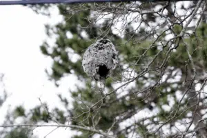 letargo delle vespe letargo delle vespe