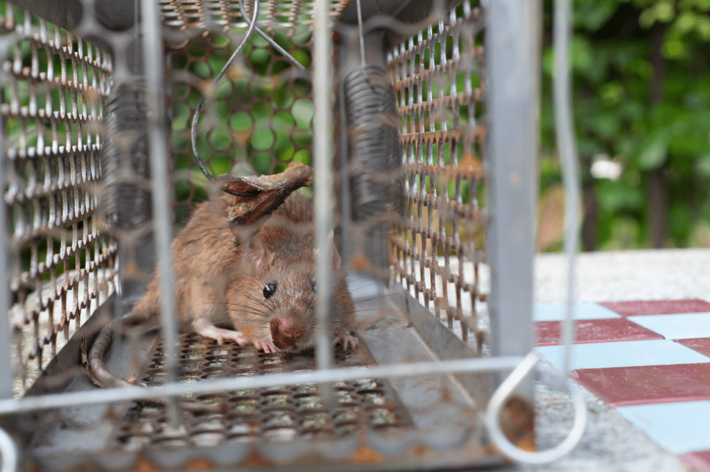 come fare la derattizzazione