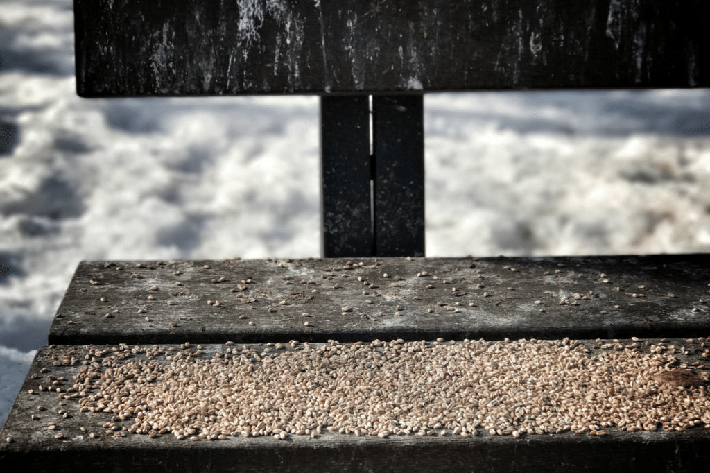 pulizia escrementi piccioni