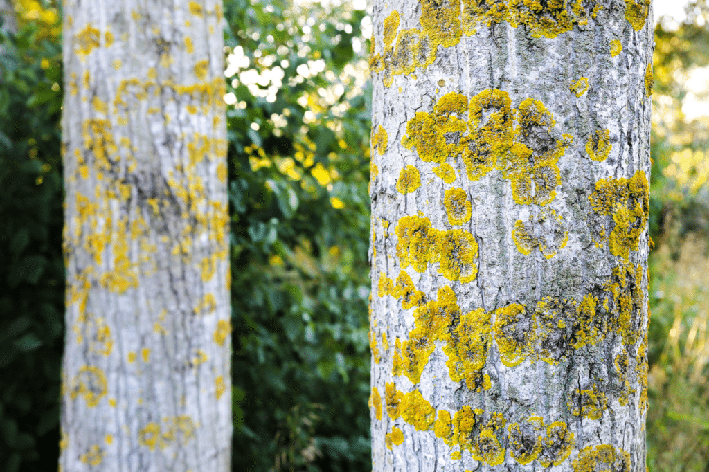 endoterapia processionaria