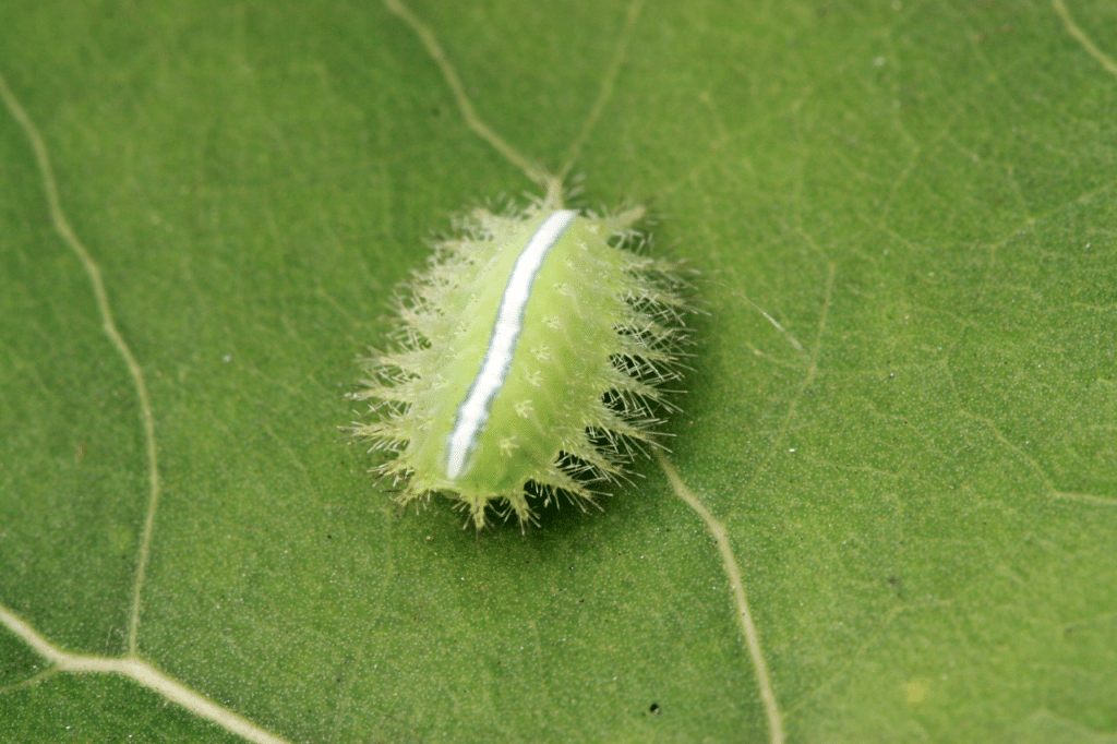 Eliminare lepidotteri in casa