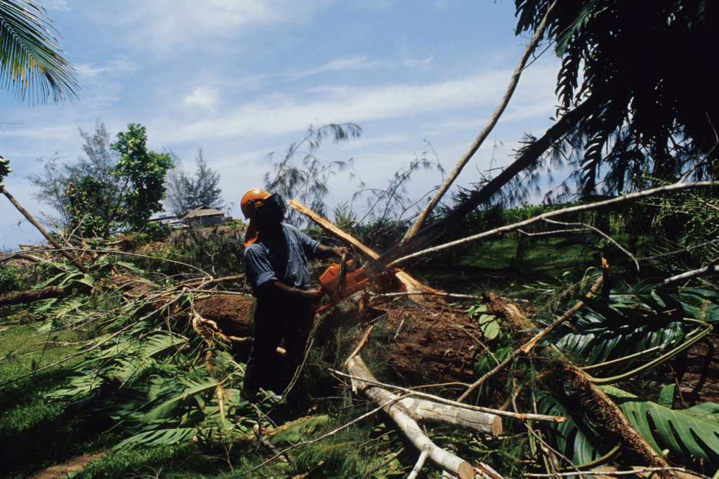 abbattimento alberi controllato