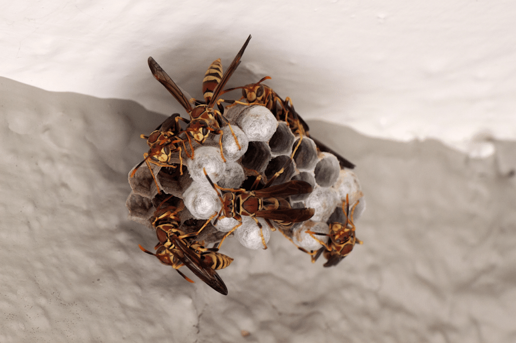 differenza tra vespa e ape