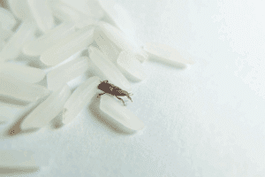 punteruolo del grano come debellarlo