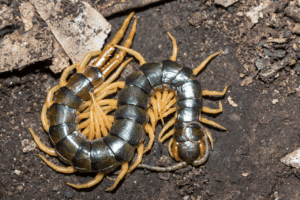 scolopendra in bagno 
