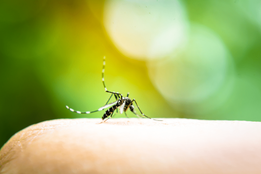 Le punture di pappataci possono essere sgradevoli, ma esistono rimedi efficaci per ridurre il disagio e accelerare la guarigione