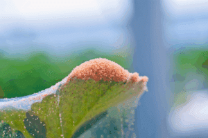 acaro trombicula prurito acaro trombicula prurito